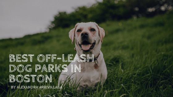 Best Off-Leash Dog Parks in Boston by Alexandra Arrivillaga